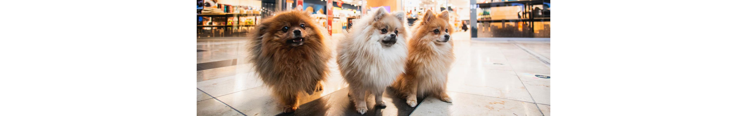 PetCity - Image 1